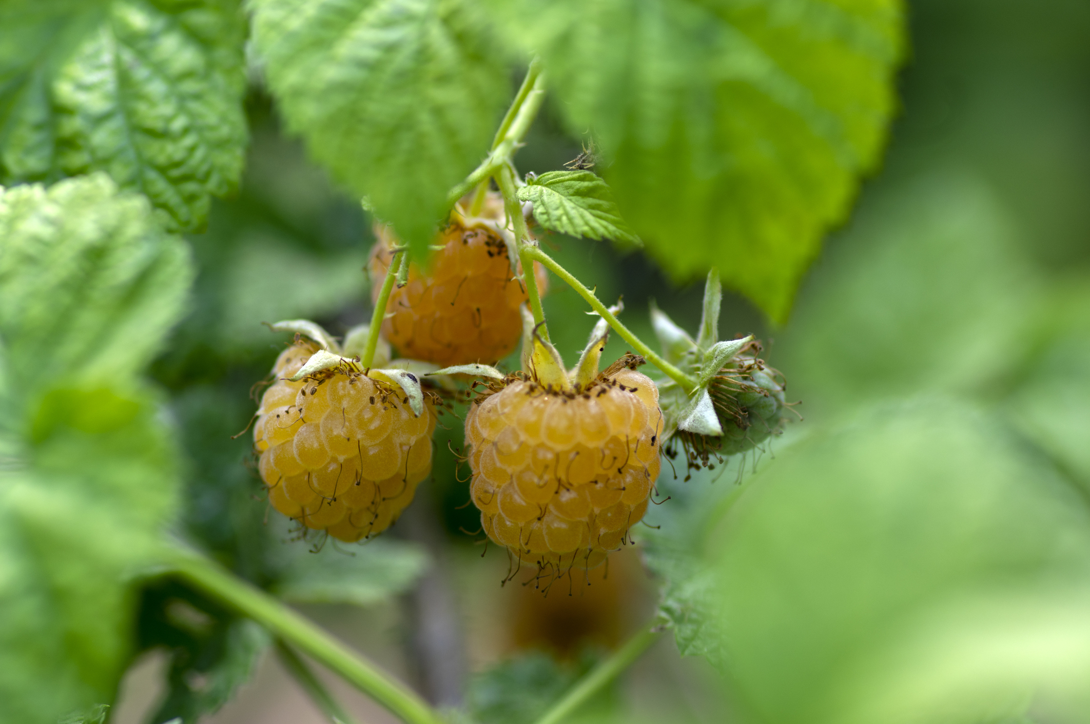 Himbeere "Golden Queen" mit hellgelb bis orangefarbenen Früchten.