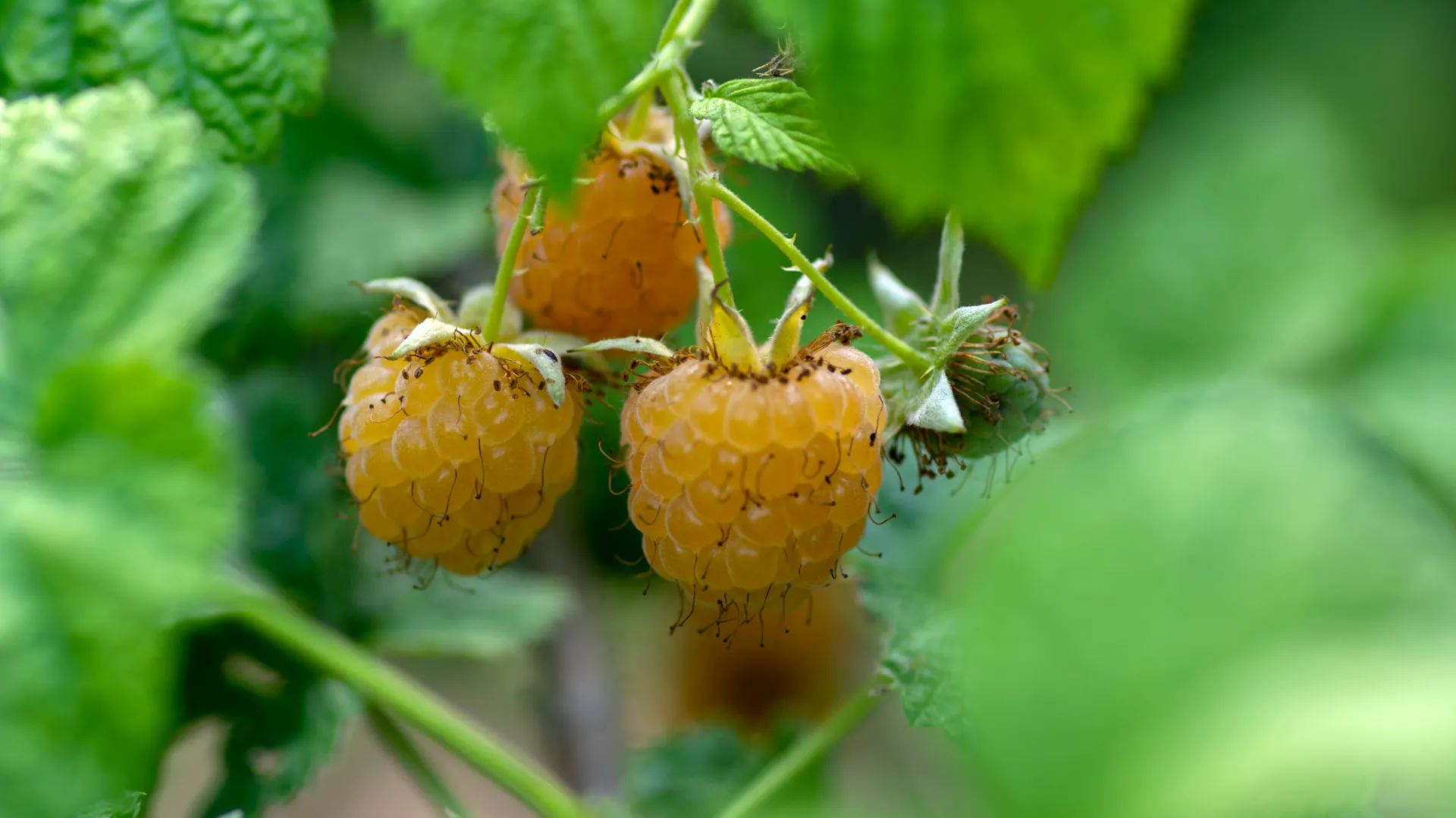 Himbeere "Golden Queen" mit hellgelb bis orangefarbenen Früchten.