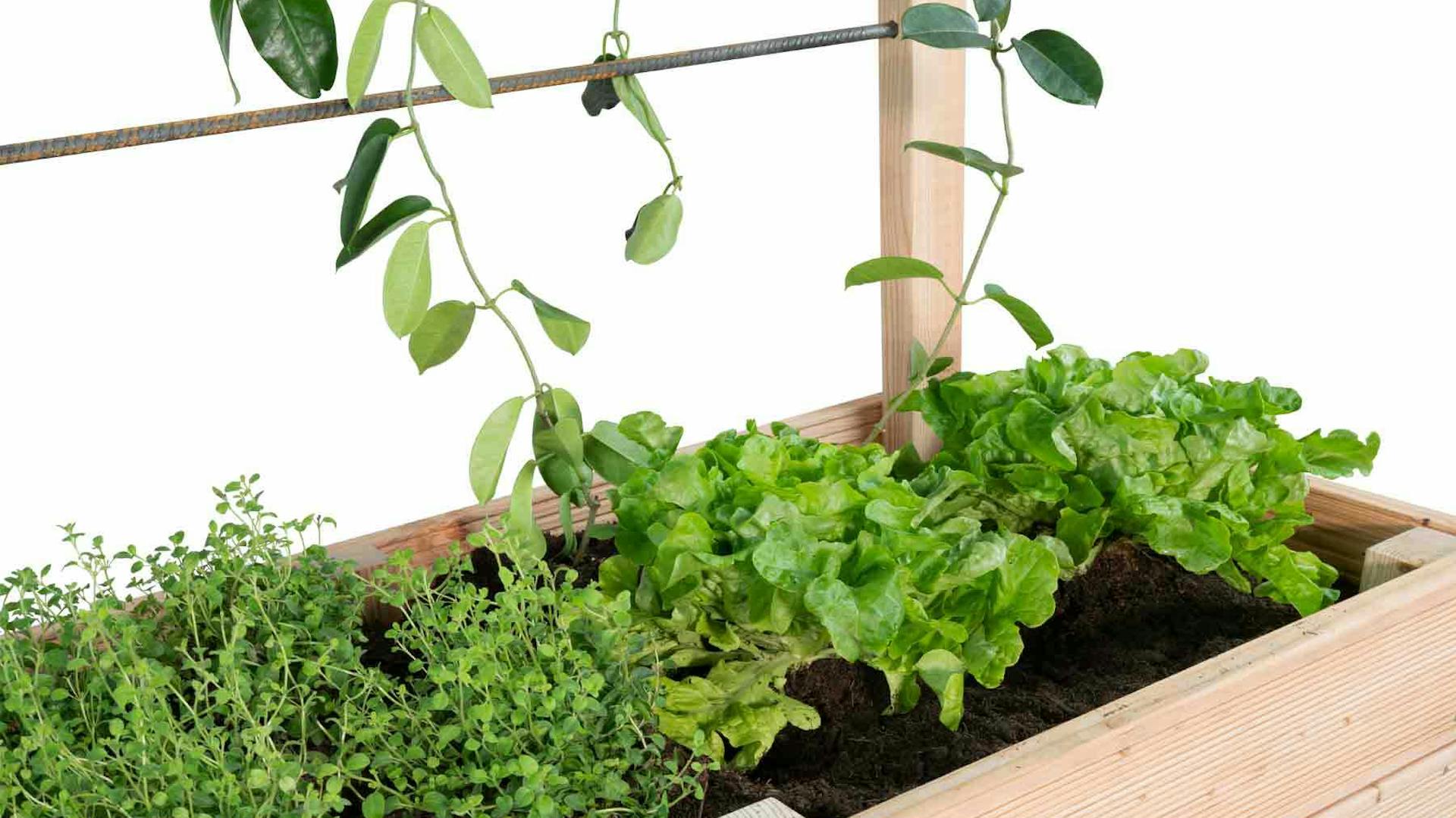 DIY Hochbeet Alfred mit Rankhilfe