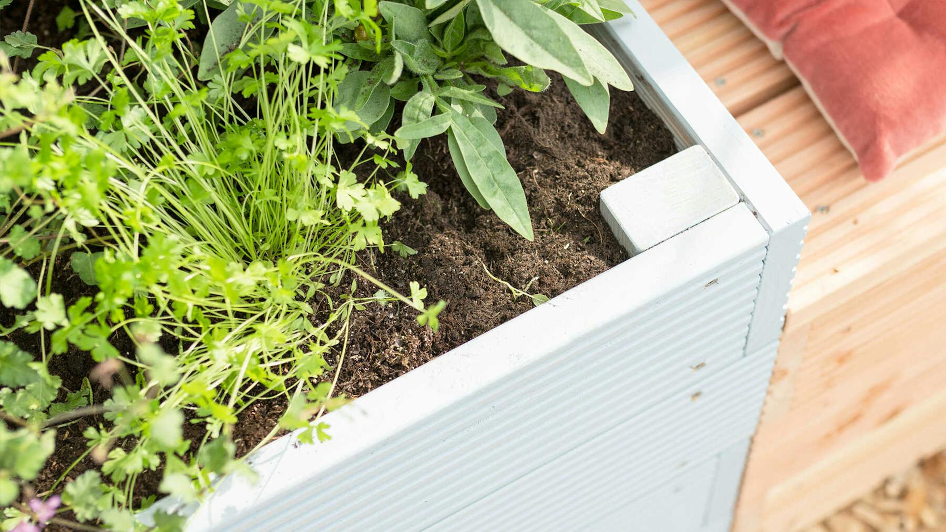 Seitliche Ansicht des aus Vollholz selbstgebauten Hochbeet Alfred mit Sisalseil in blau.