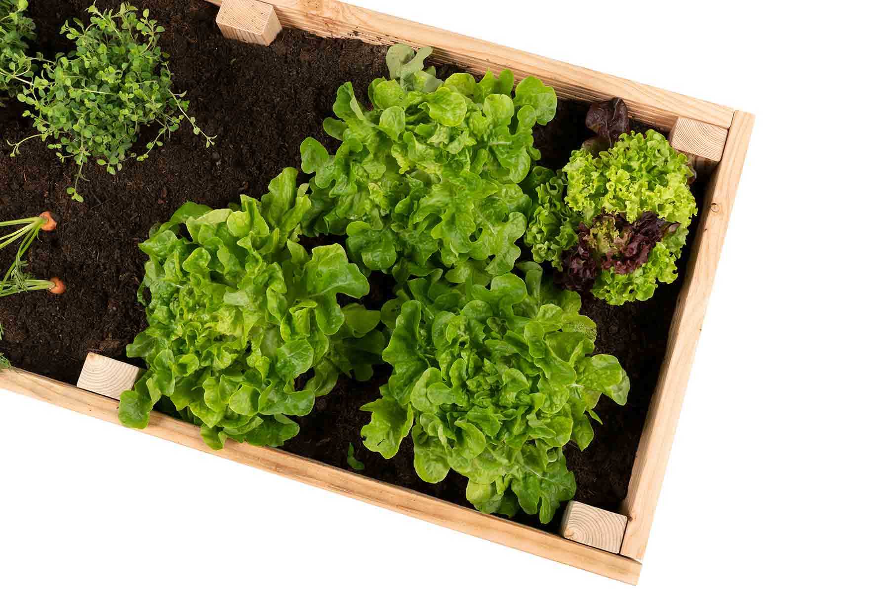 Draufsicht des aus Vollholz selbstgebauten Hochbeet Alfred.