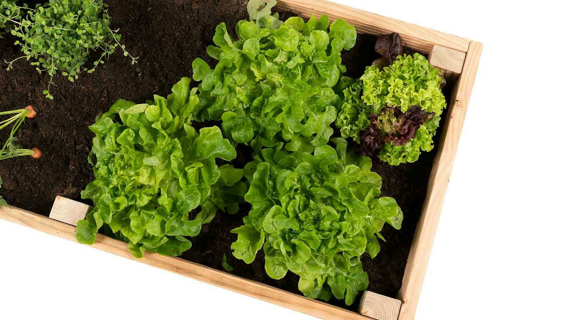 Draufsicht des aus Vollholz selbstgebauten Hochbeet Alfred.