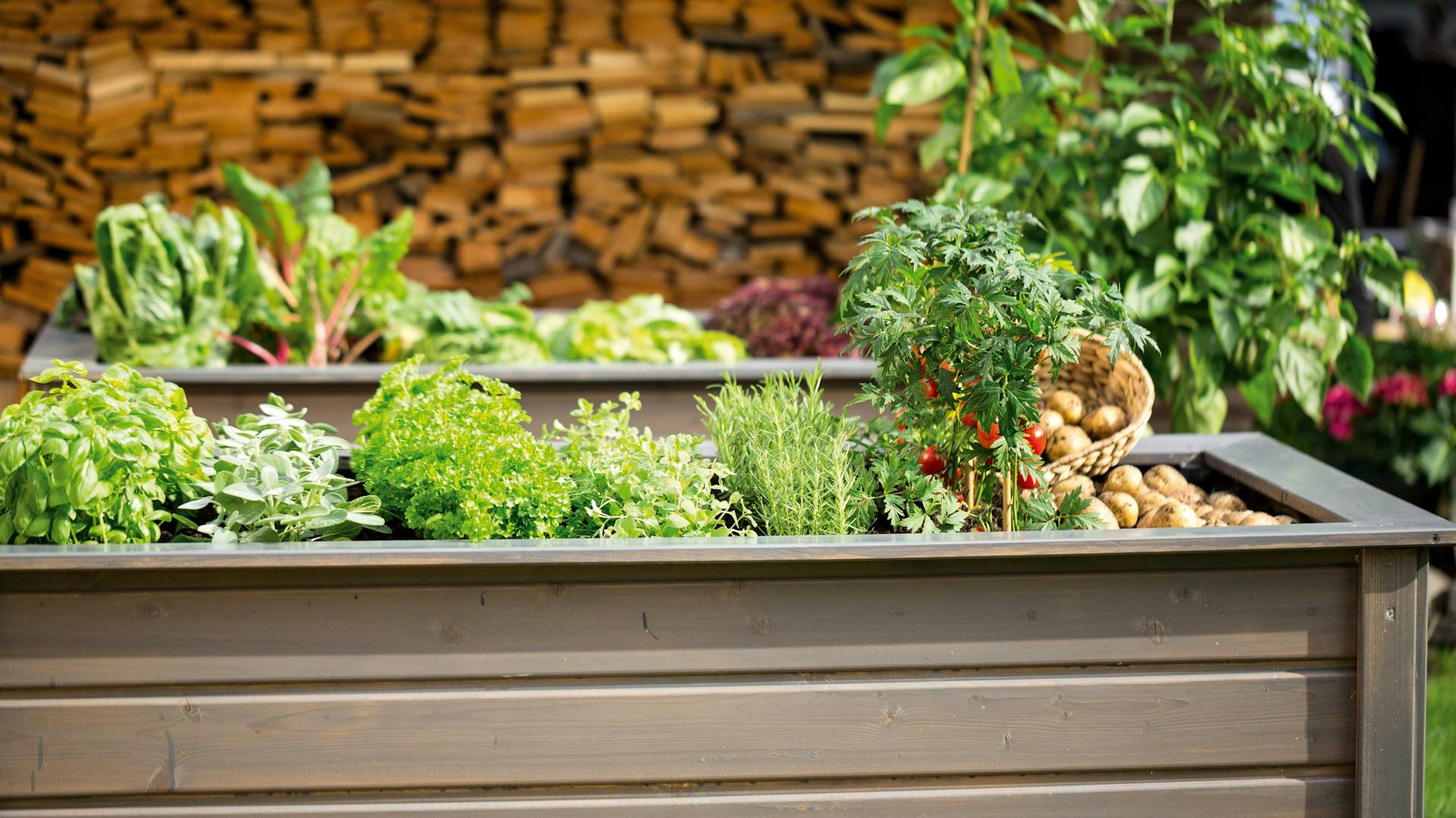 Ein Hochbeet mit Gemüse.