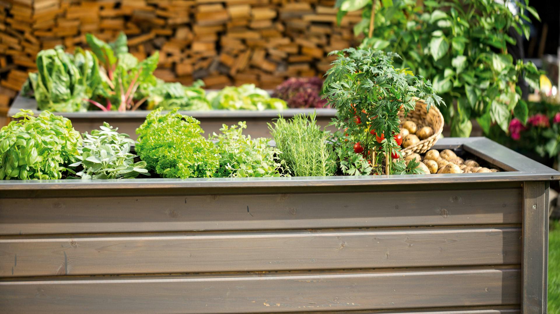 Hochbeet bepflanzt mit Kräutern und Gemüse