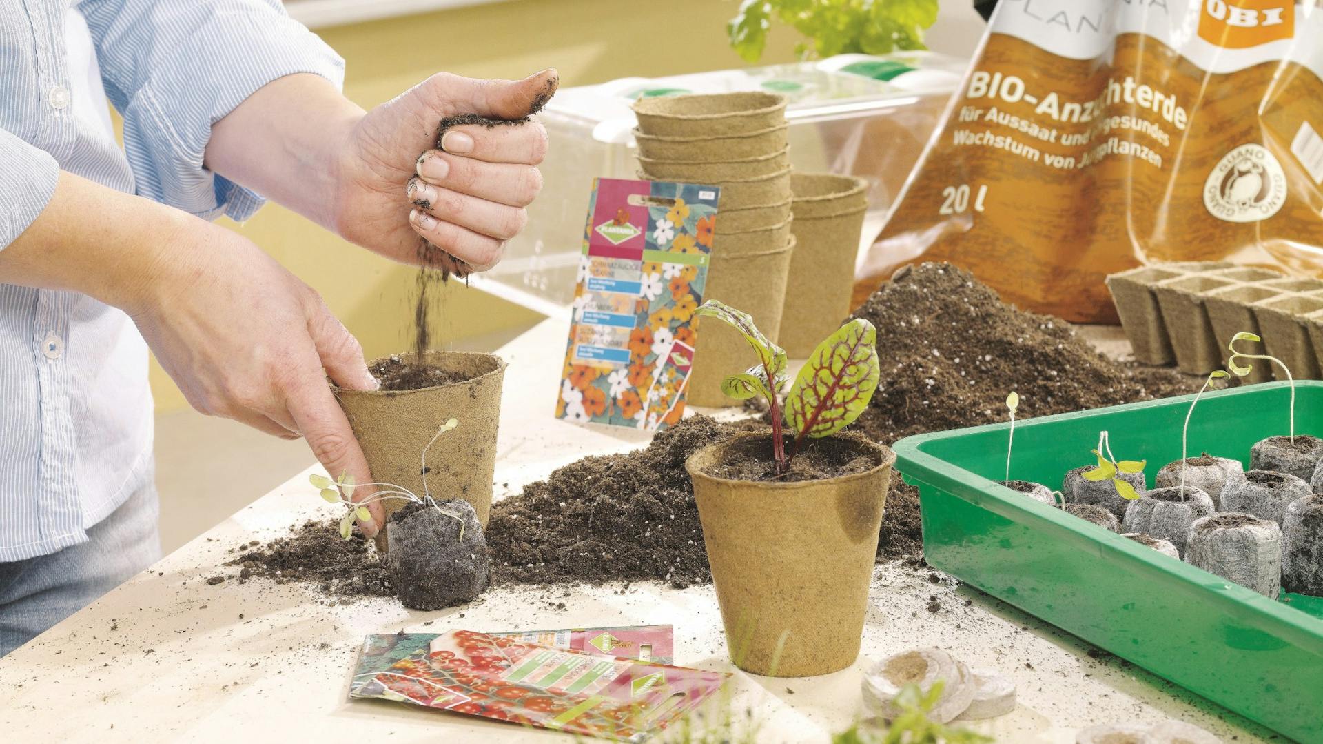 Anzuchttöpfe mit Erde und Keimlingen in Behälter auf Tisch