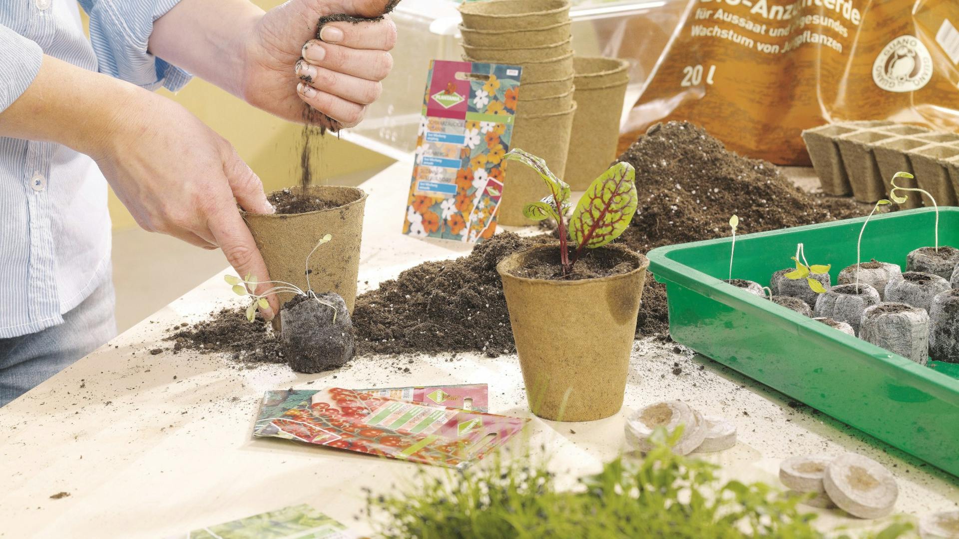 Una signora riempie alcuni vasi per coltura con del terriccio.
