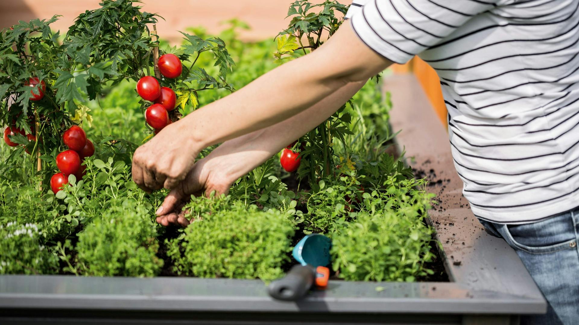 Una signora cura i pomodori nell’aiuola rialzata rimuovendo i germogli laterali in estate.