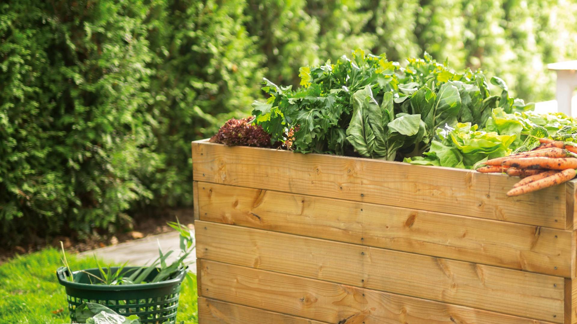 Hochbeet bepflanzt mit Kräutern und Gemüse