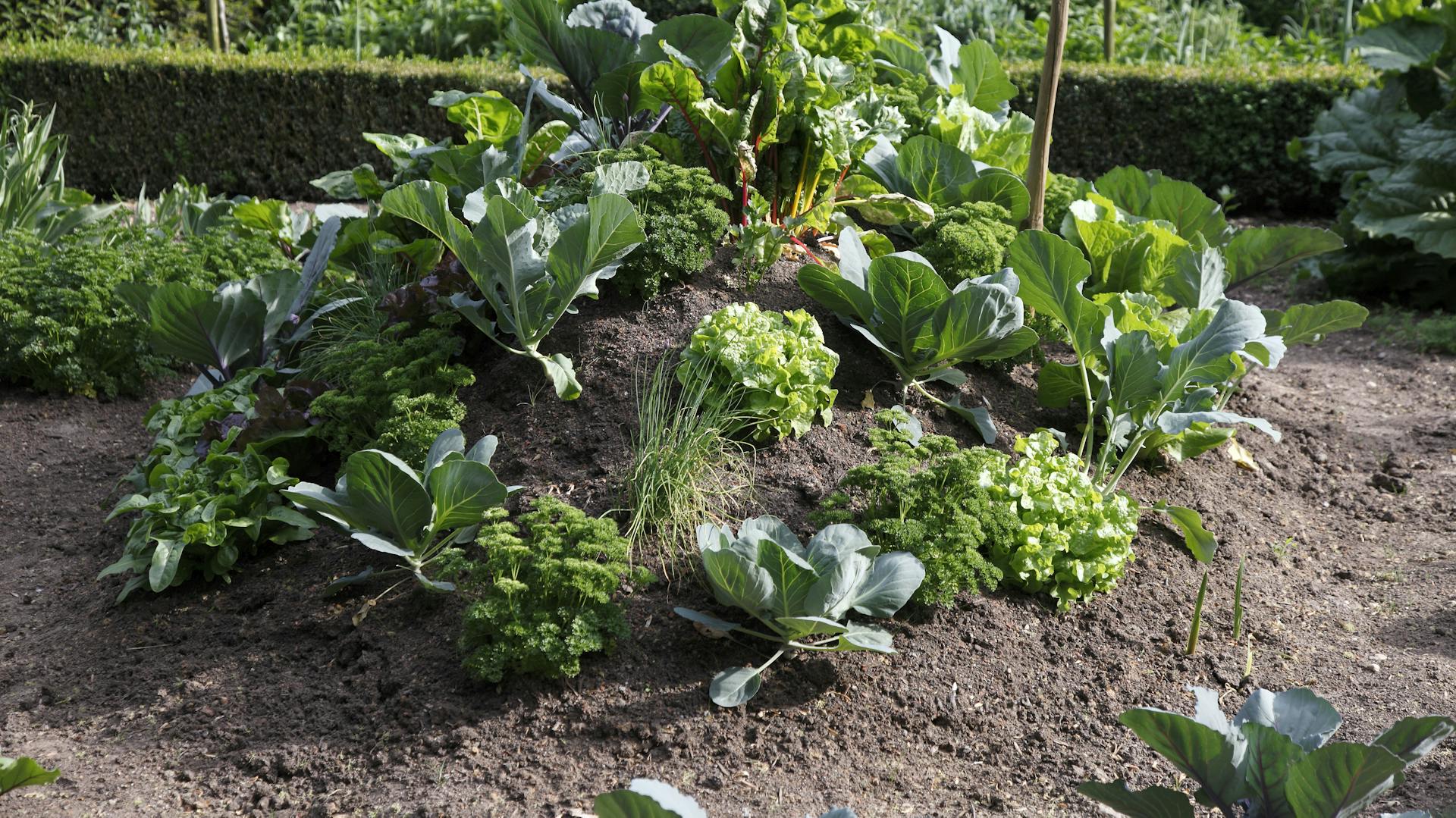 Hügelbeet mit Gemüsepflanzen