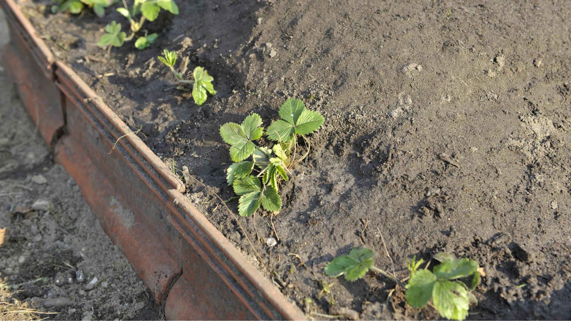 Hügelbeet mit Erde und kleinen Erdbeer-Pflänzchen am unteren Rand