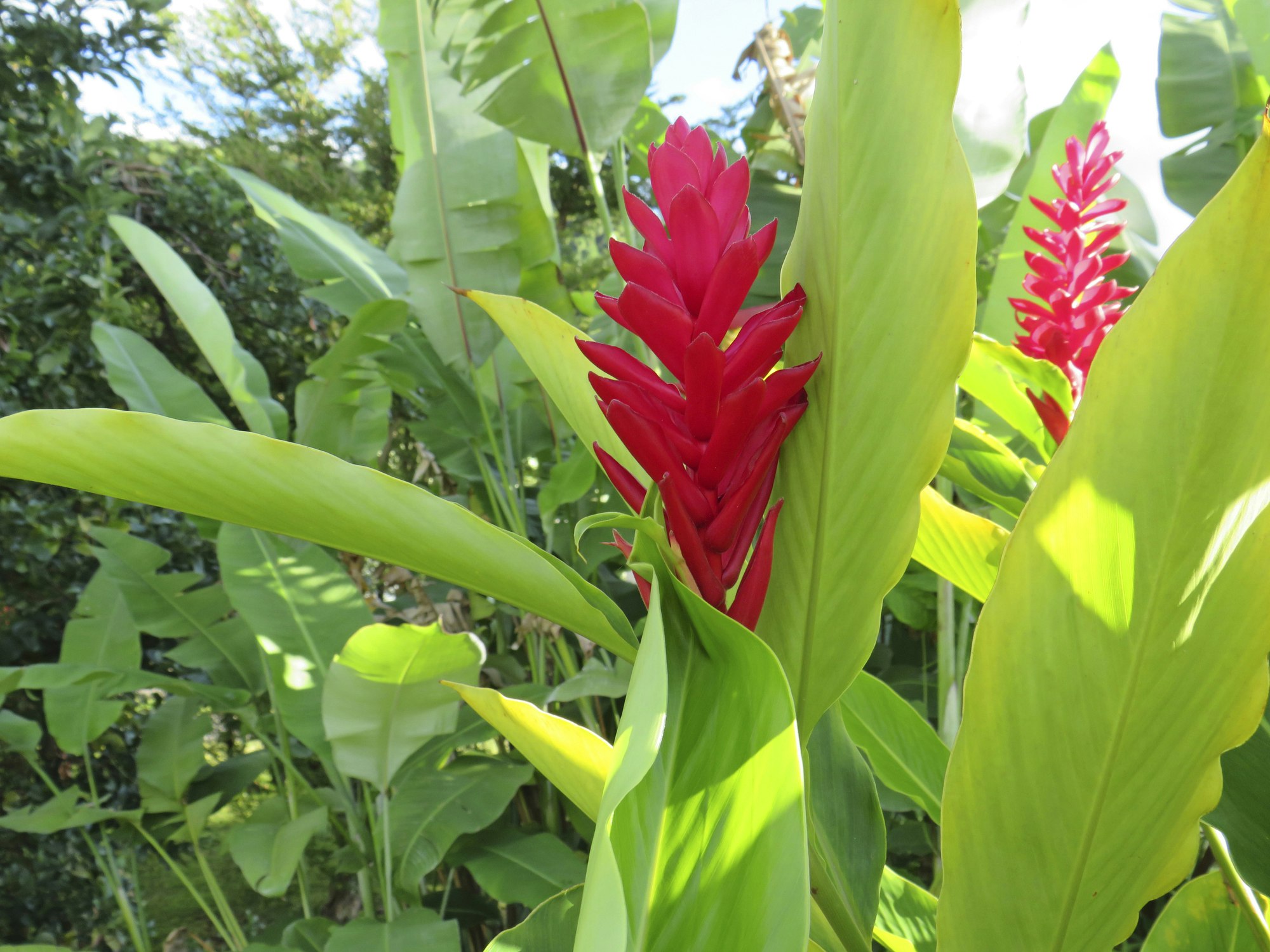 Ingwer anpflanzen im eigenen Garten oder Topf | OBI Ingwer anpflanzen im eigenen Garten oder Topf | OBI