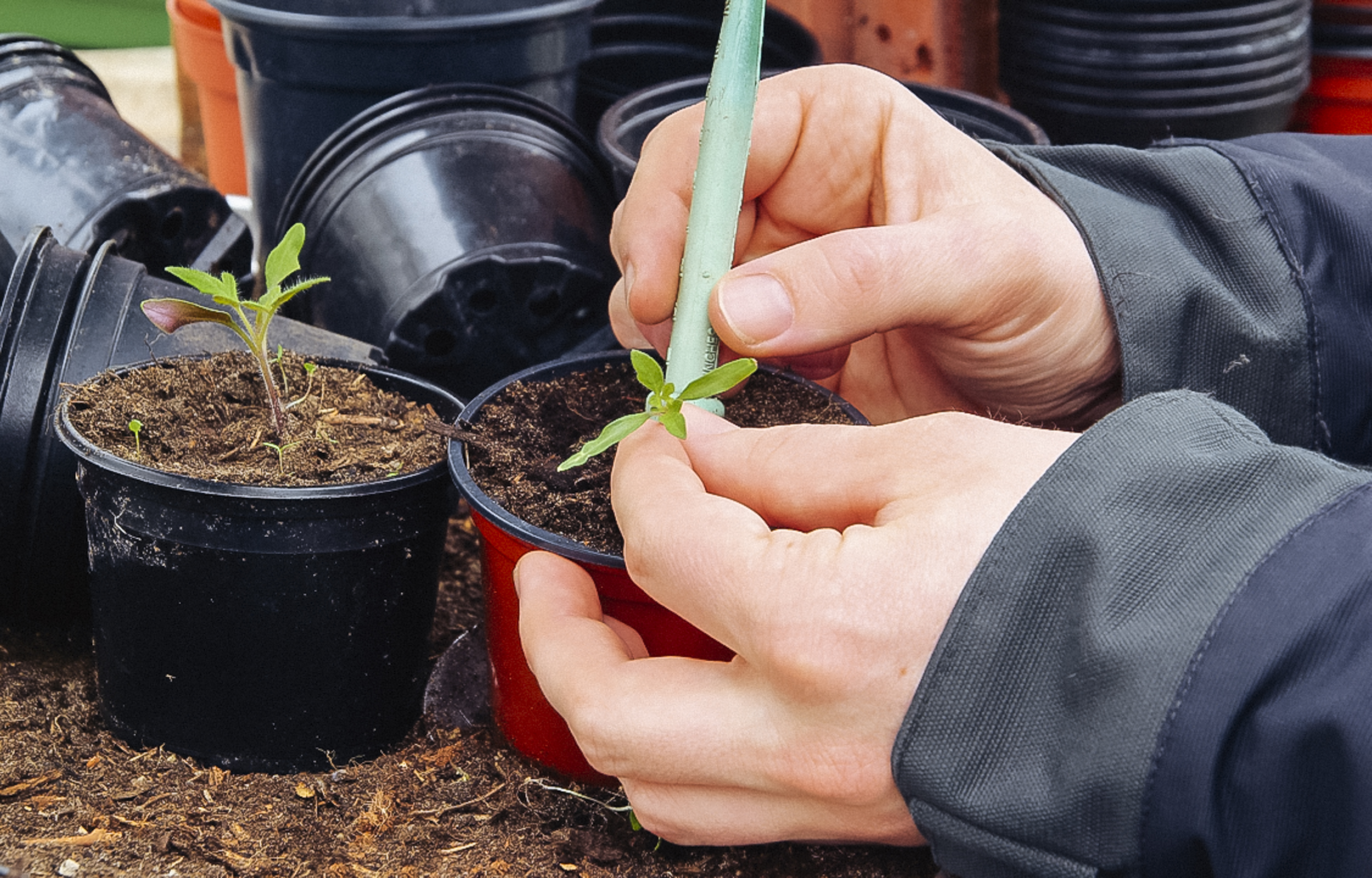 A paradicsompalántákat egyelik