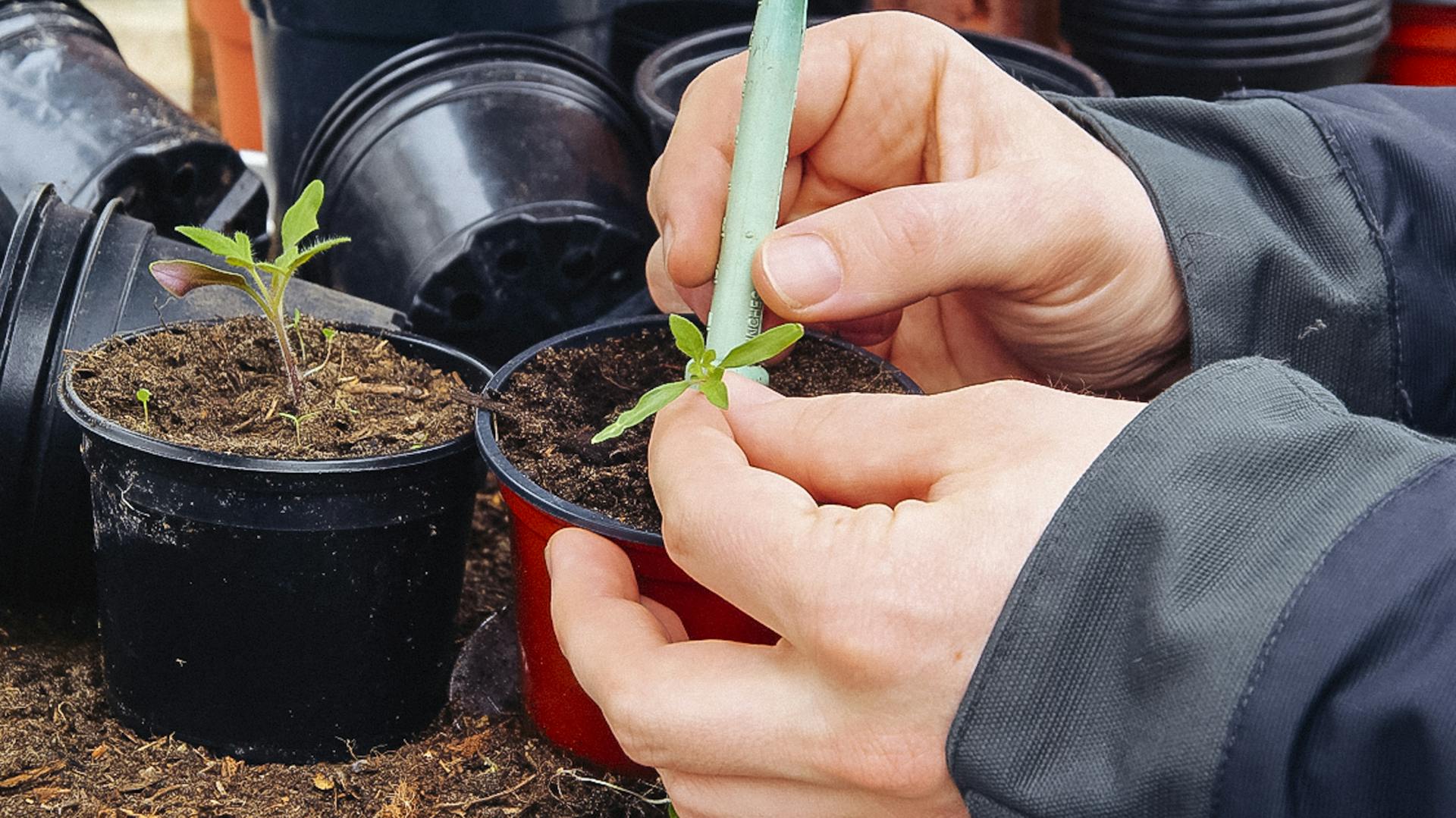 Tomatenpflanzen werden pikiert