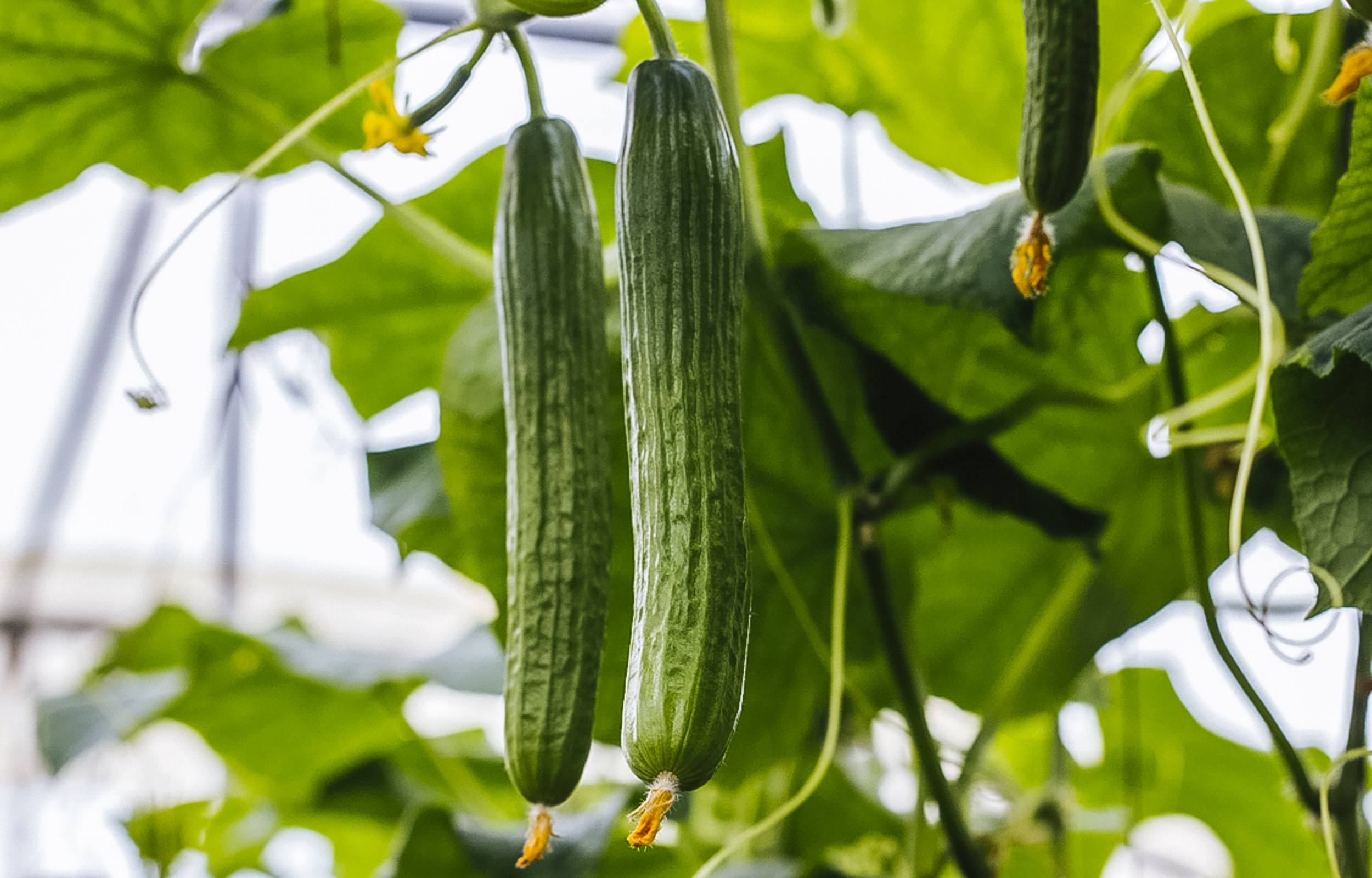 Két uborka termése a növényen