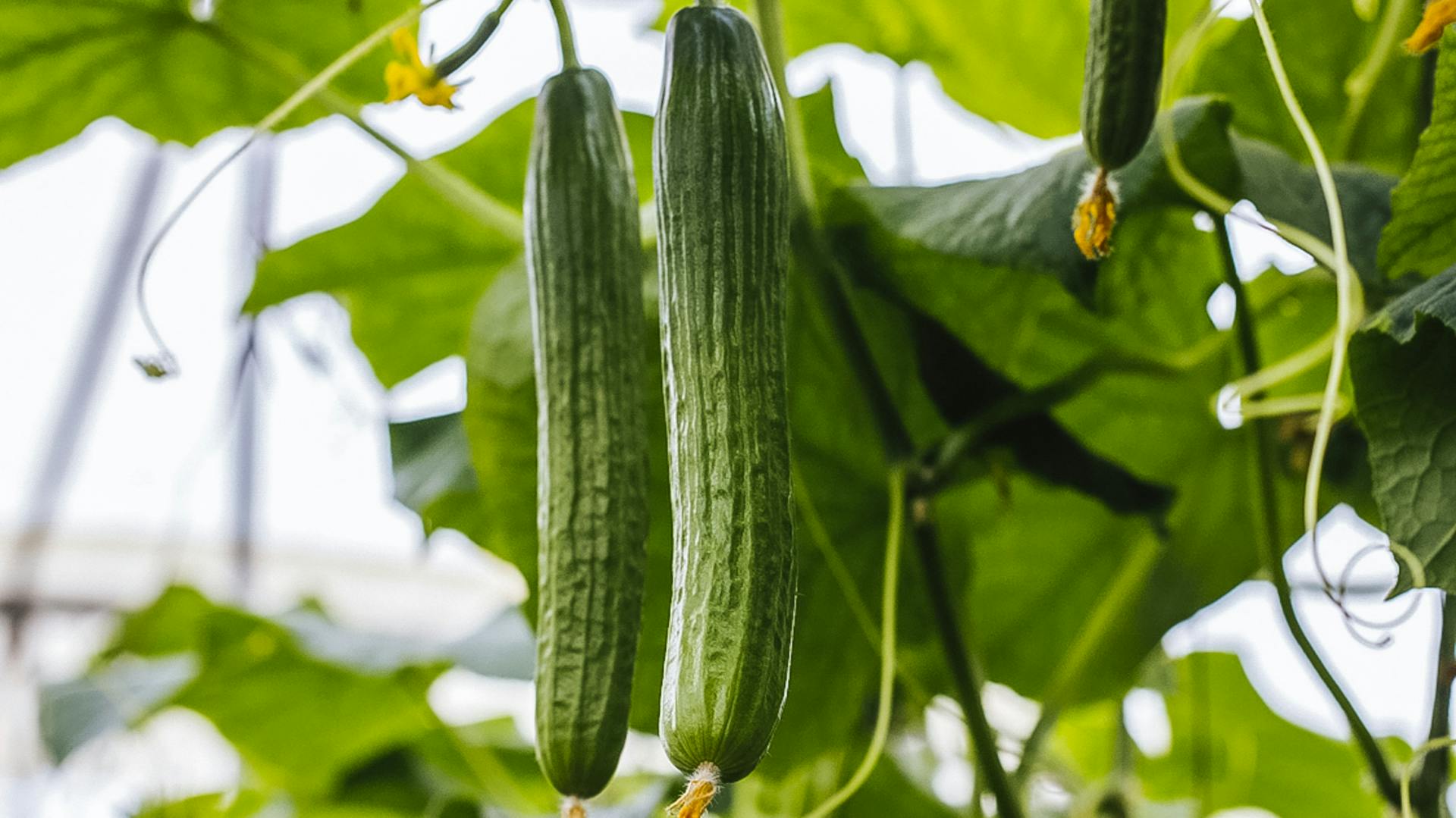Zwei Gurkenfrüchte an ihrer Pflanze