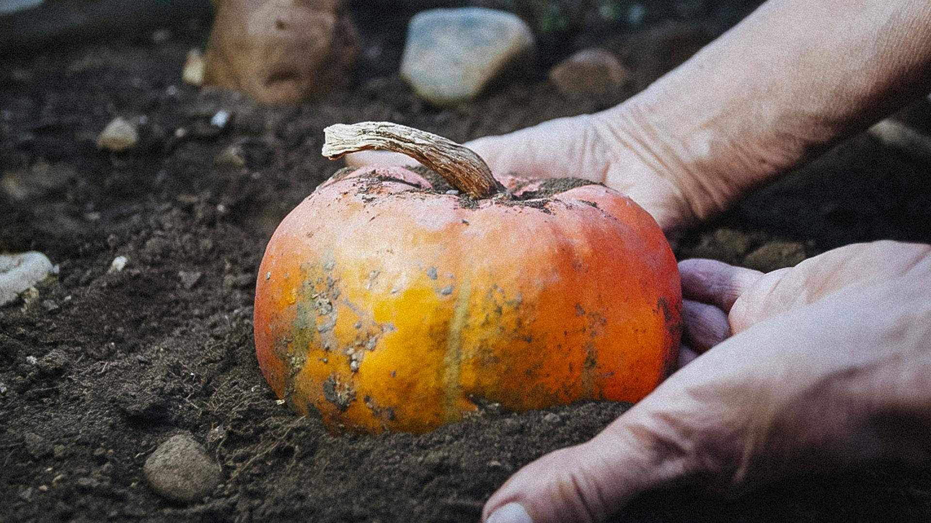 Hände, die einen Kürbis in der Erde halten