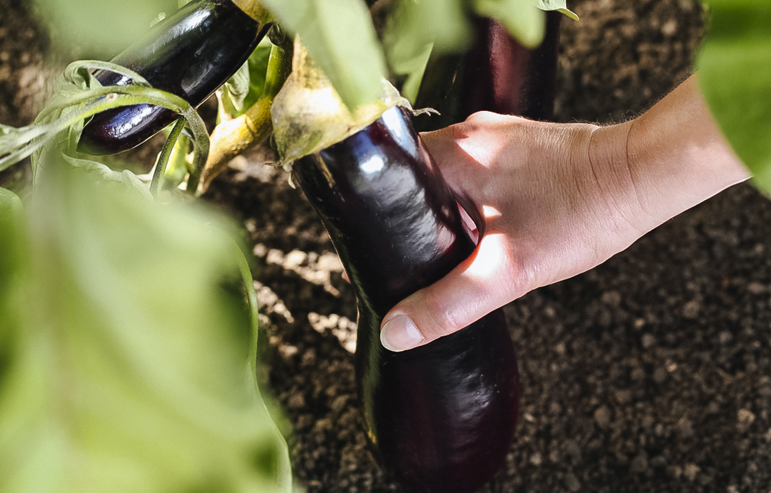 A padlizsánt betakarítják