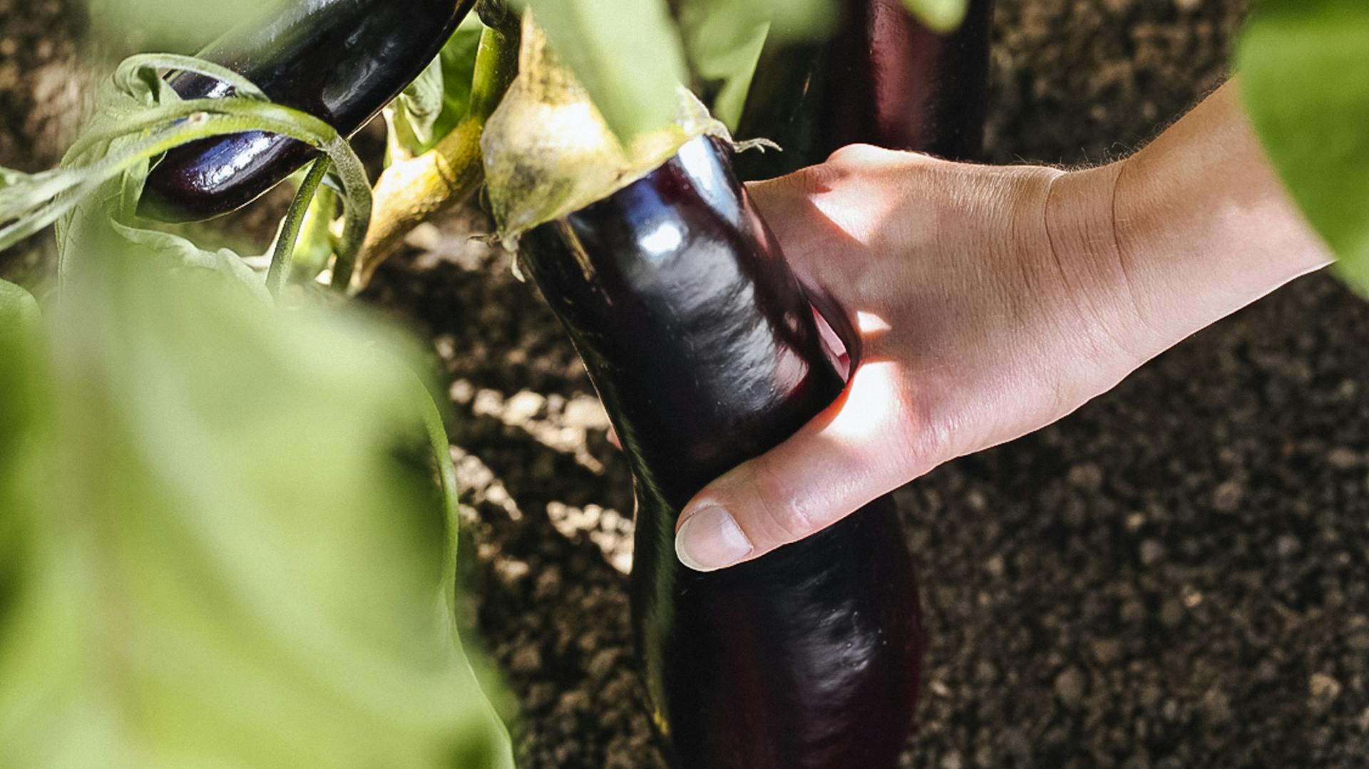 Aubergine wird geerntet