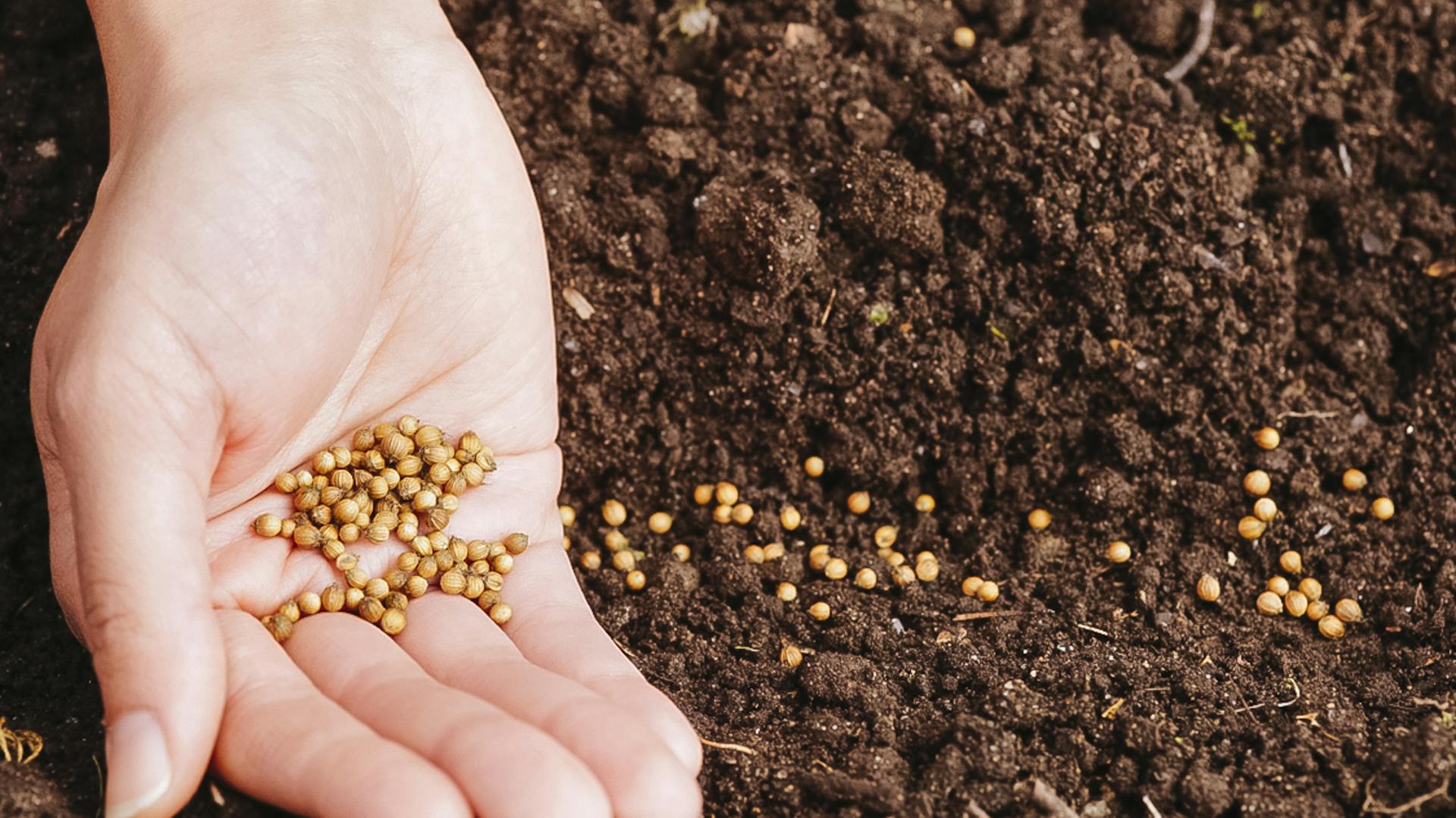 Samen werden von einer Hand in Erde gesät