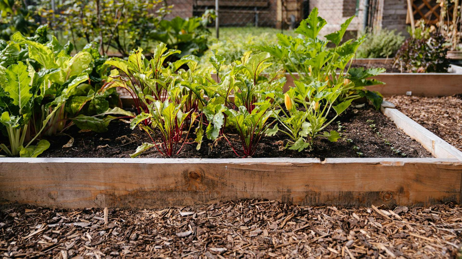 Diverse aiuole di ortaggi affiancate