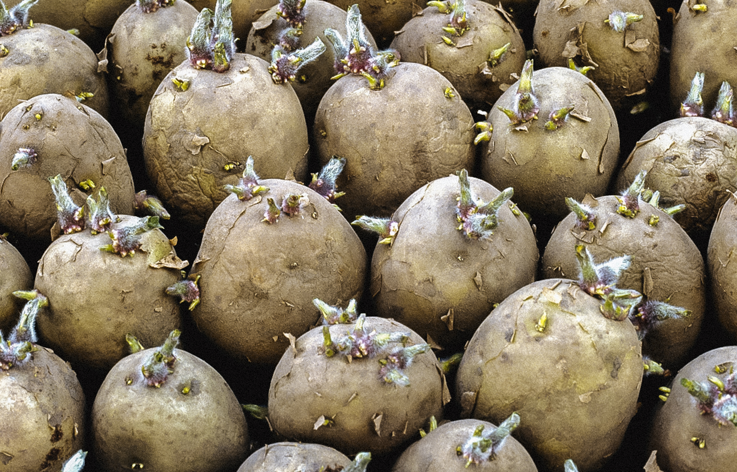 Burgonya csíráztatása