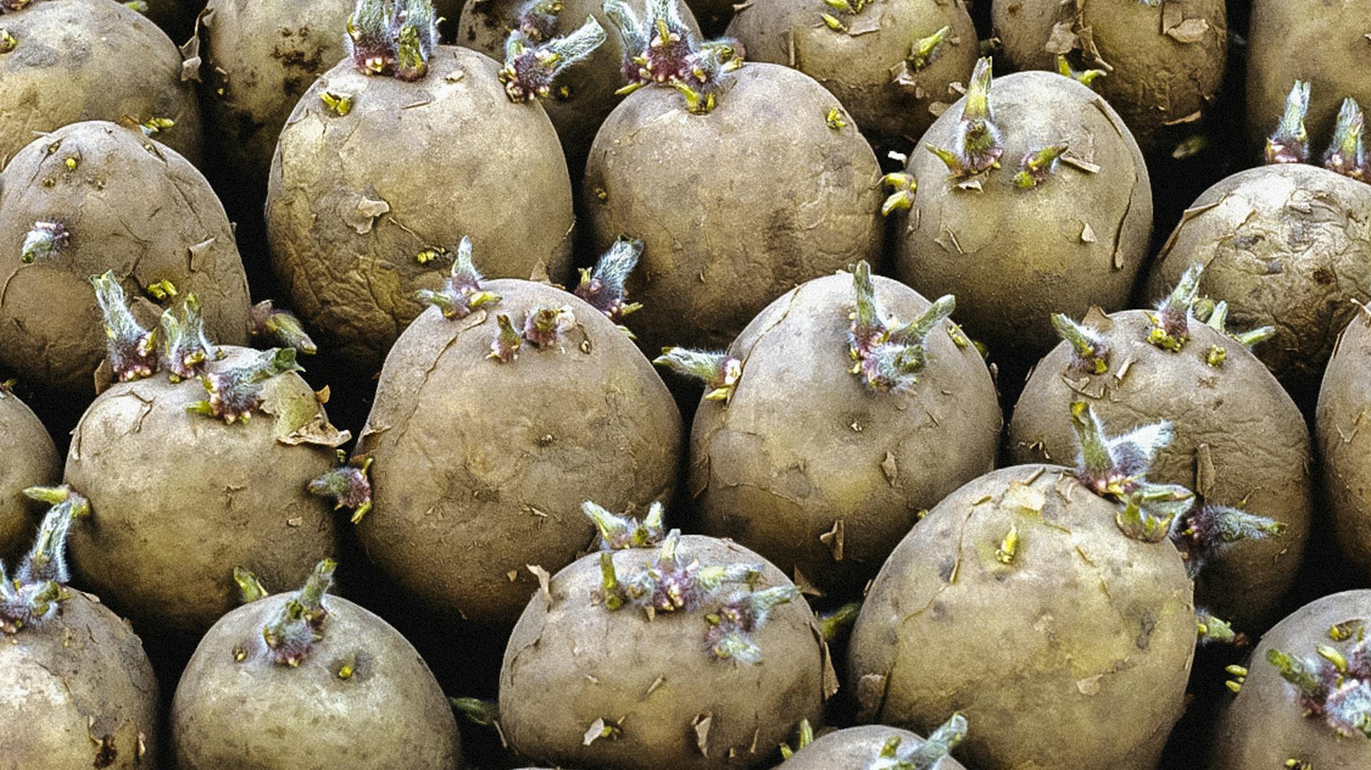 Vorkeimende Kartoffeln