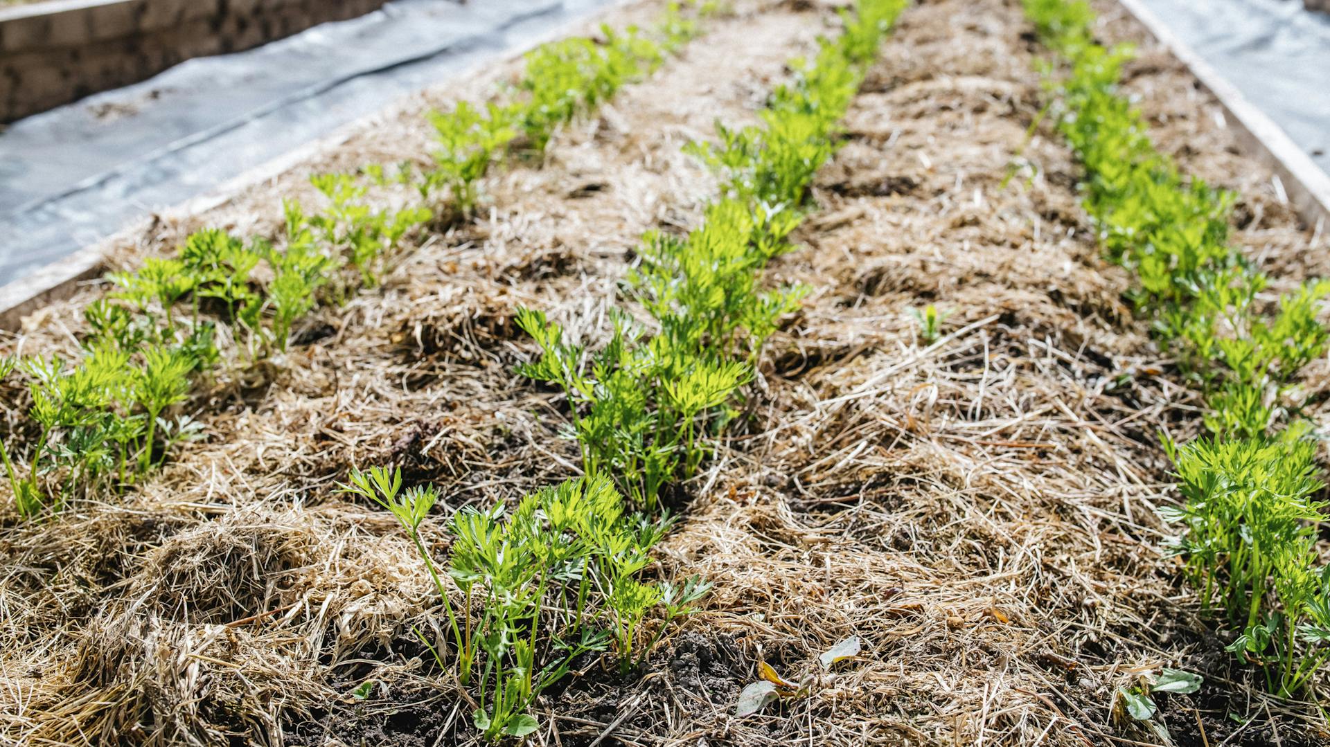 Mit Kompost und Stroh abgedeckte Möhren auf einem Beet