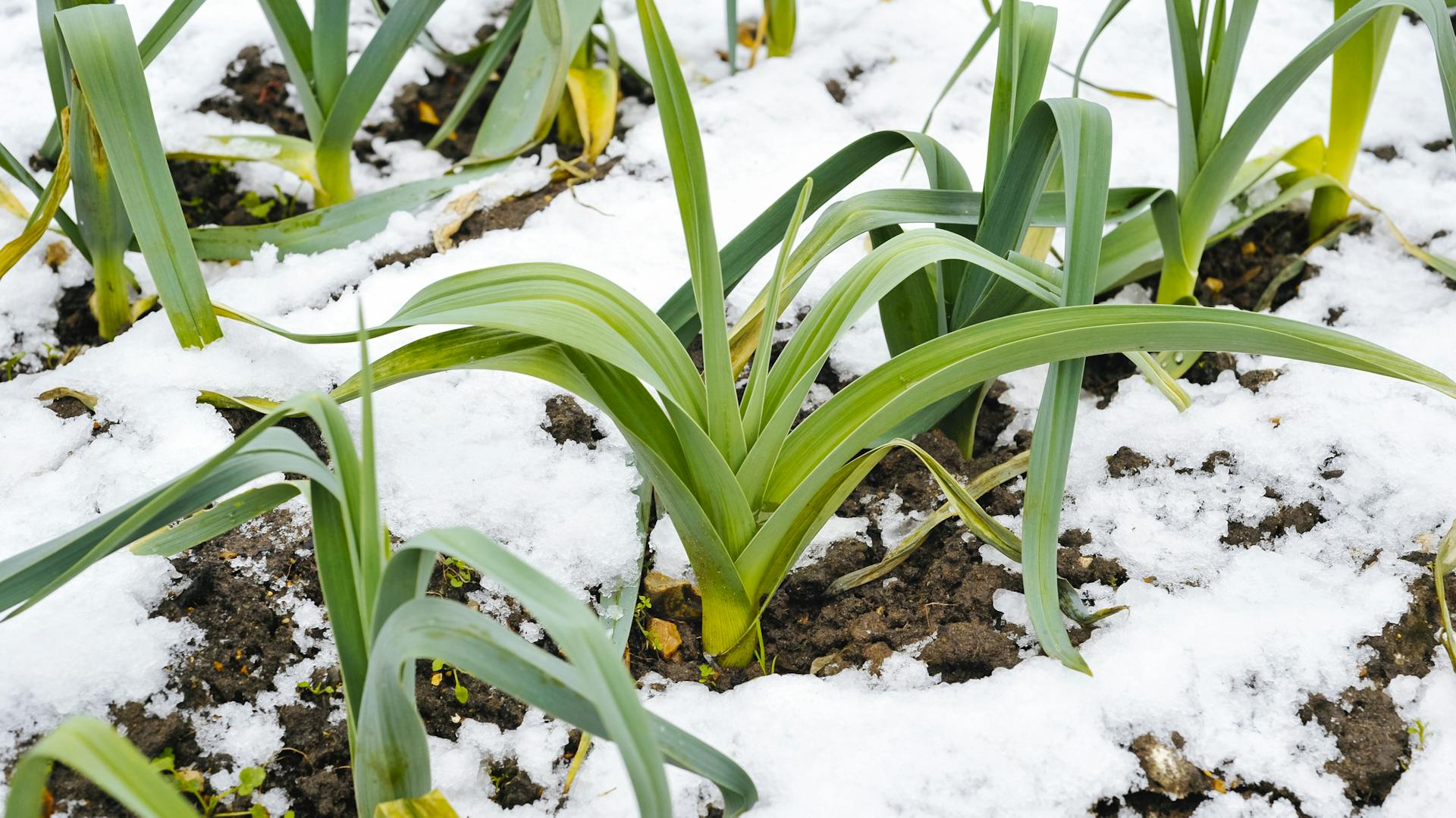 Porree auf einem Beet mit Schnee
