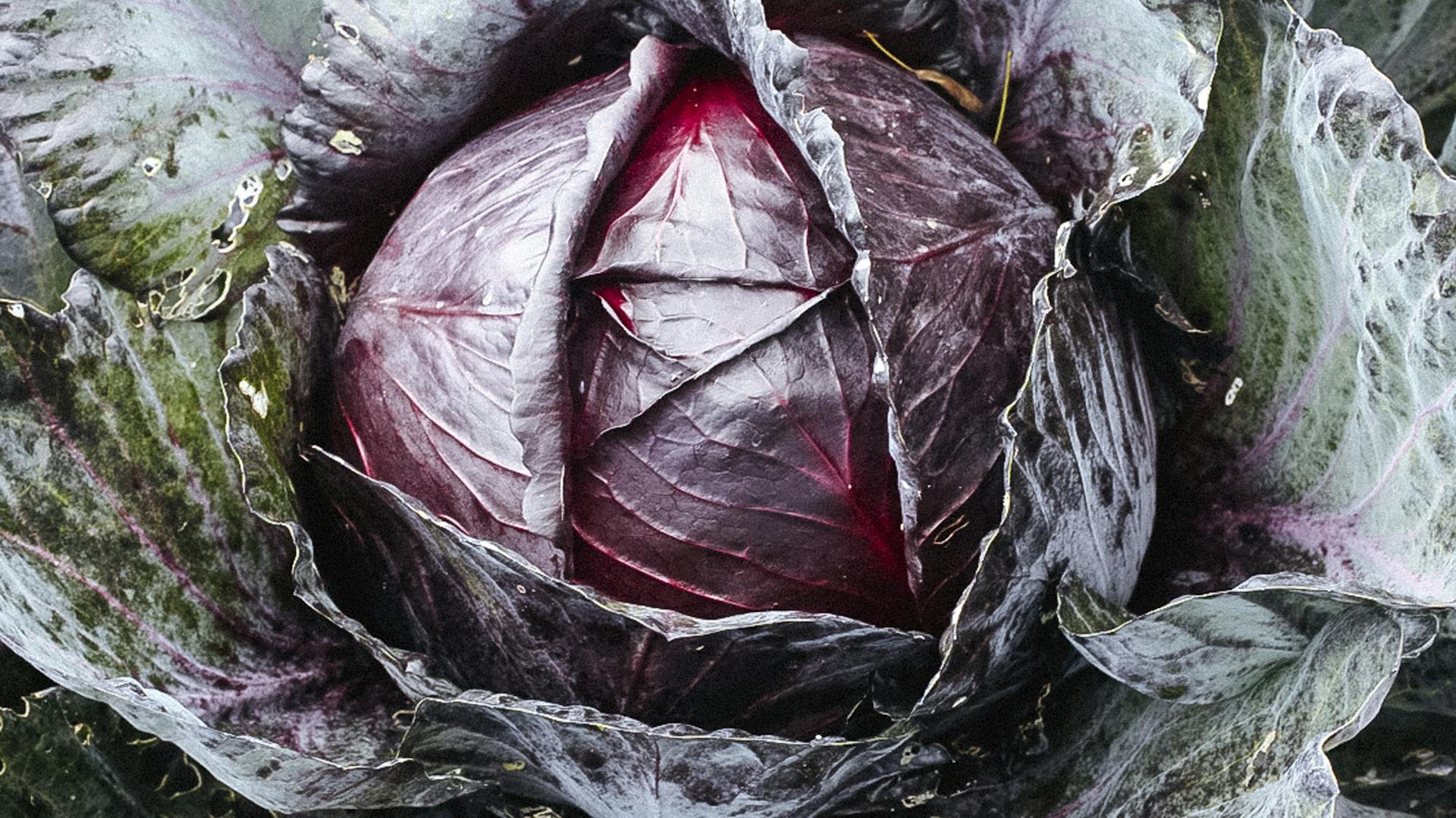 Rotkohl-Kopf von oben