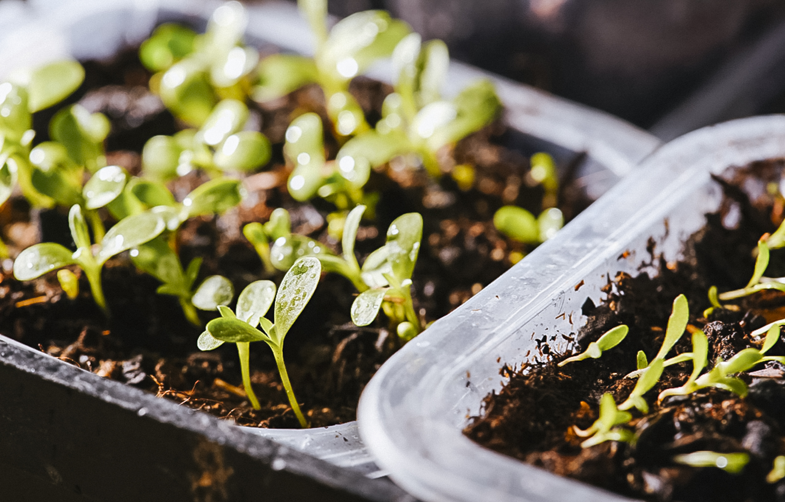 Fiatal palánták palántanevelő tálcában