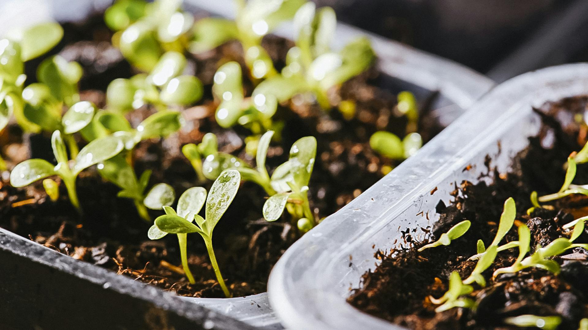 Junge Keimlinge in Anzuchtschalen