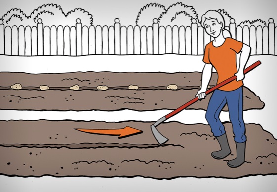 Gärtnerin zieht mit Hacke Furchen in den Boden, um Kartoffeln einzusetzen.