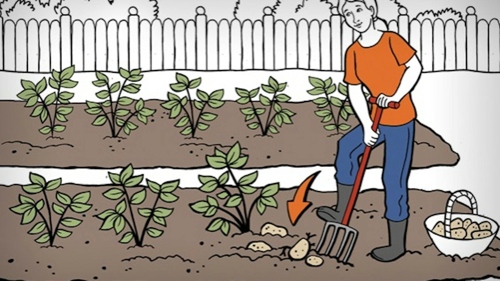 Gärtnerin erntet Kartoffeln mit einer Grabegabel.