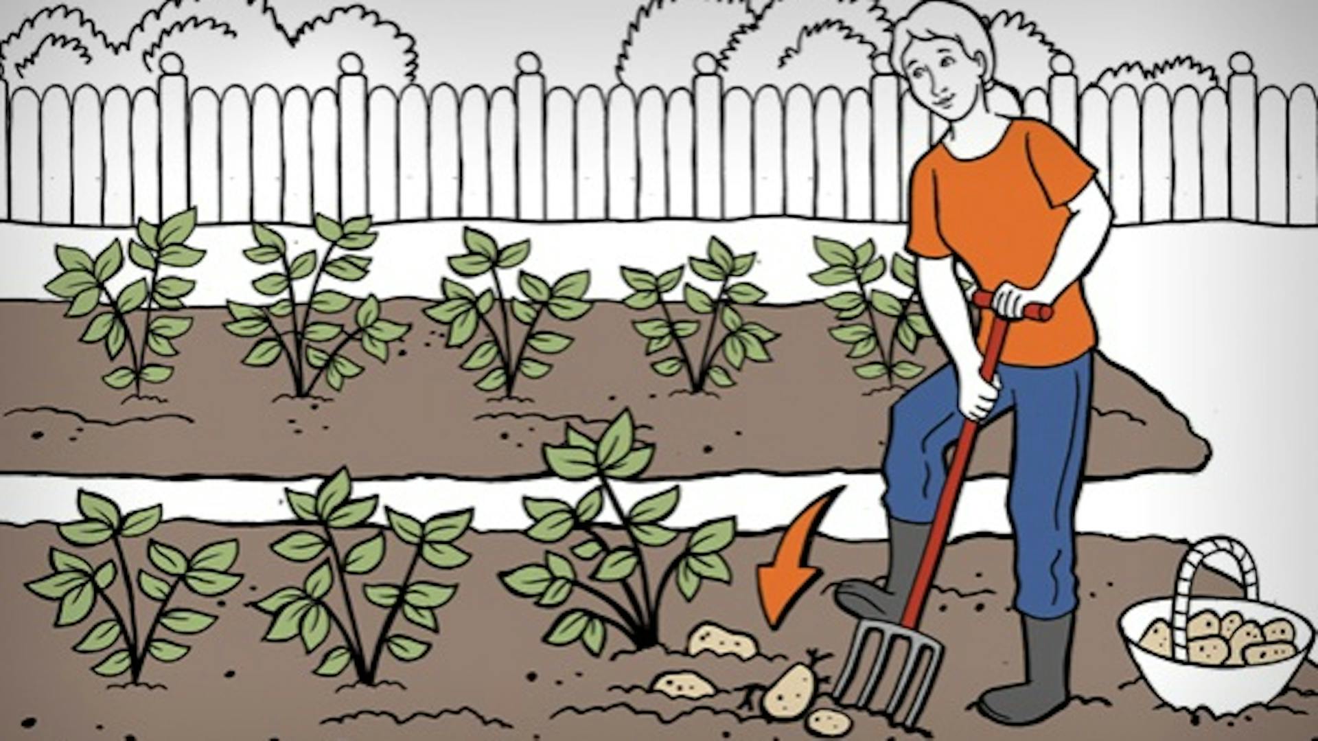 Gärtnerin erntet Kartoffeln mit einer Grabegabel.