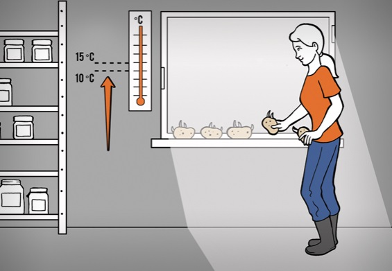 Gärtnerin legt Kartoffeln zum Keimen auf ein Fensterbrett mit Thermometer nebenan.