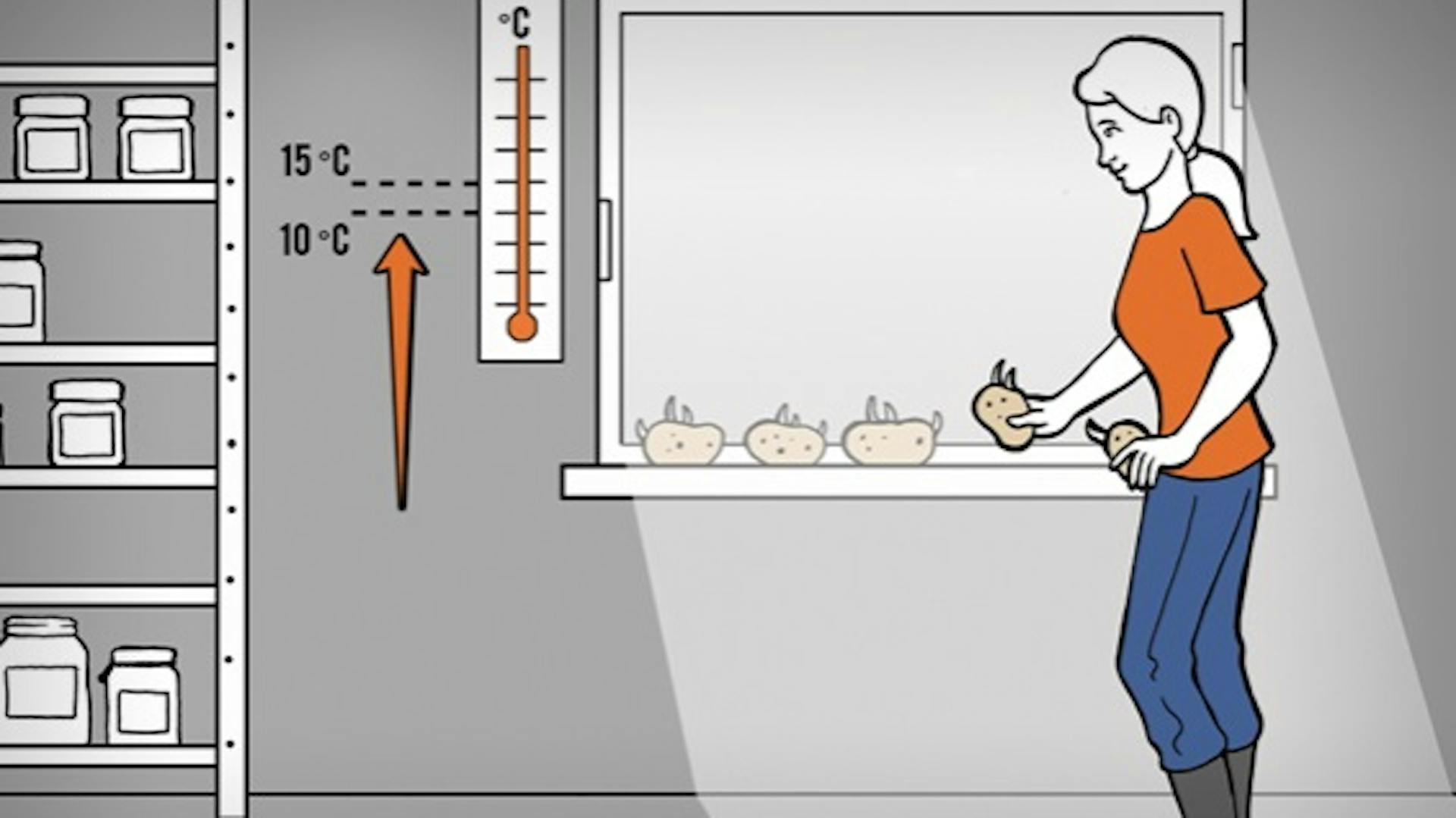 Gärtnerin legt Kartoffeln zum Keimen auf ein Fensterbrett mit Thermometer nebenan.