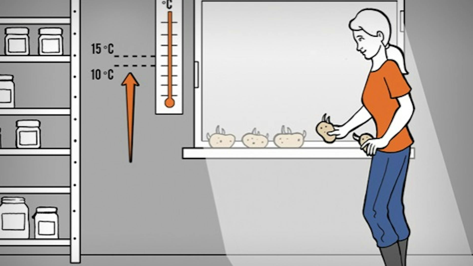Gärtnerin legt Kartoffeln zum Keimen auf ein Fensterbrett mit Thermometer nebenan.