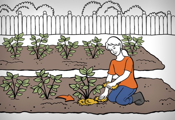 Gärtnerin bedeckt die Knollen der Kartoffelpflanzen mit Stroh.