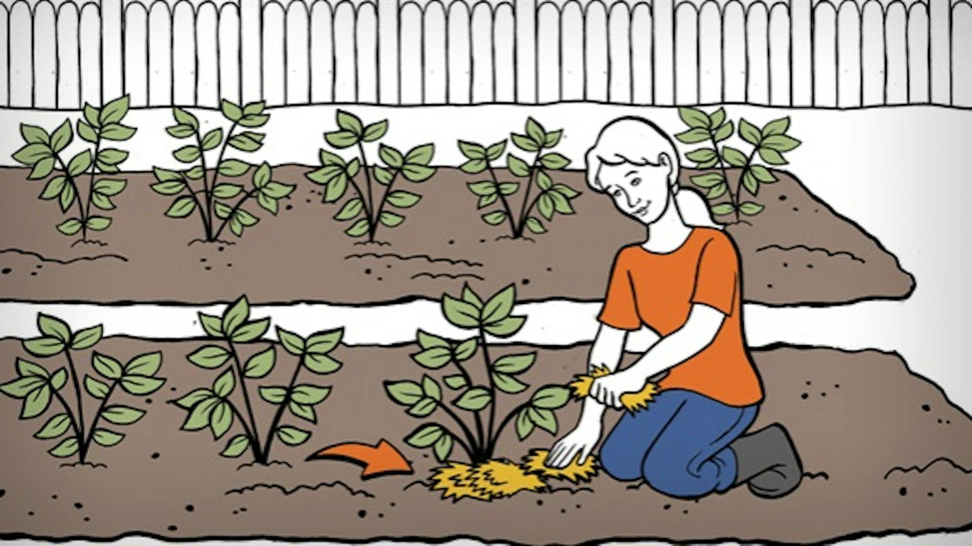 Gärtnerin bedeckt die Knollen der Kartoffelpflanzen mit Stroh.