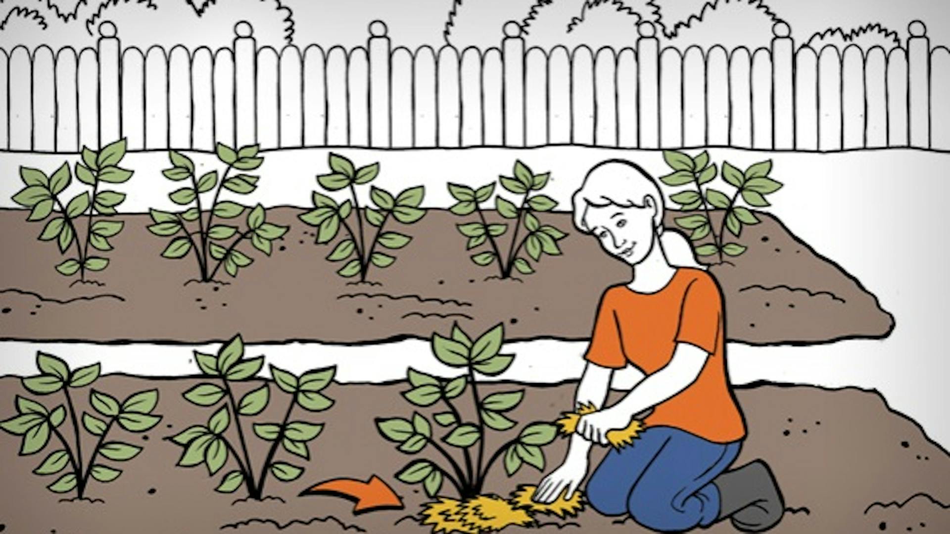 Gärtnerin bedeckt die Knollen der Kartoffelpflanzen mit Stroh.