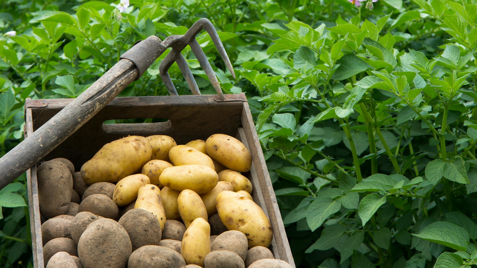 Gärtnerin kniet in Kartoffelbeet und setzt Kartoffelpflanzen in eine Furche ein.