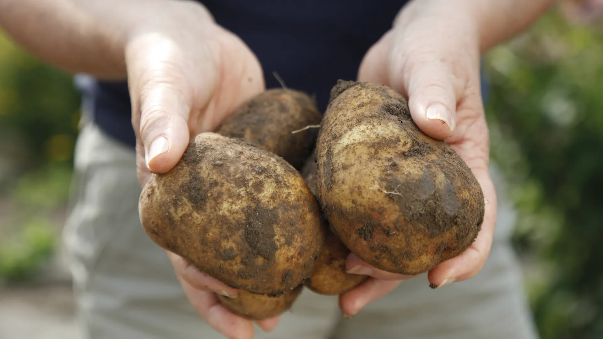 Eine Person hält geerntete Kartoffeln in der Hand.