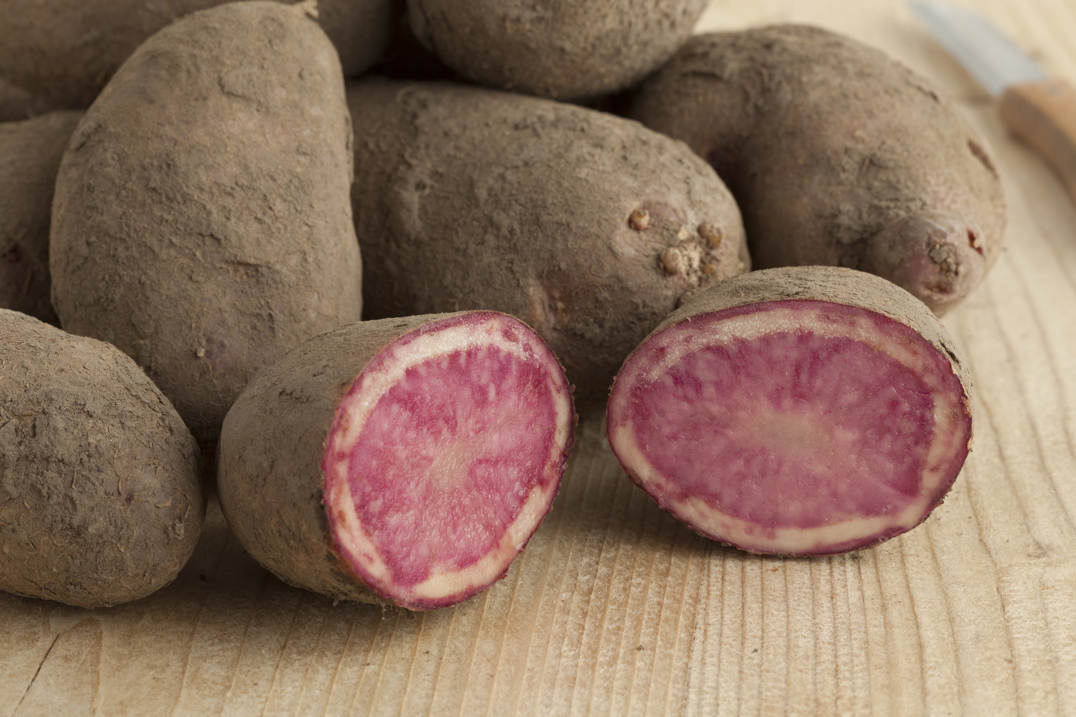 Kartoffeln der Sorte „Highland Burgundy Red“