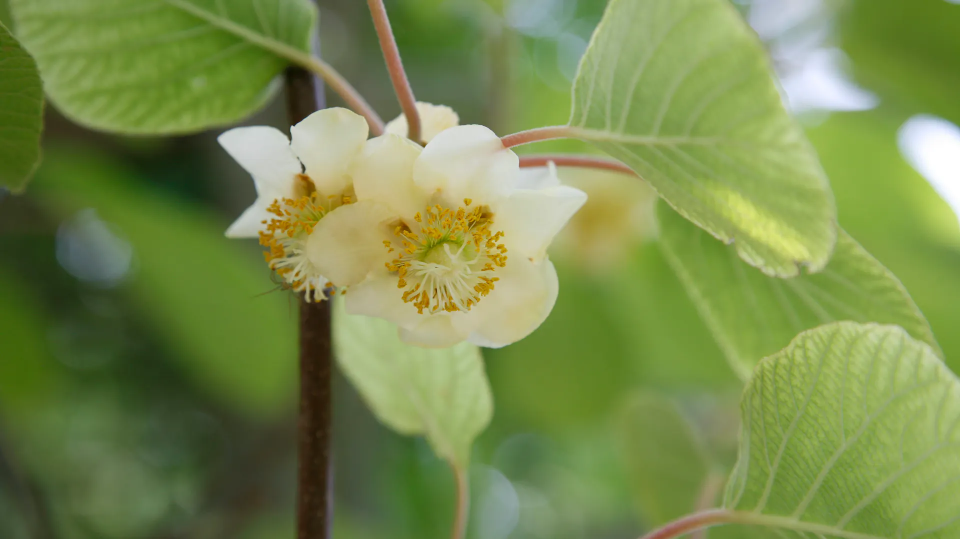 Weibliche Blüten einer Kiwipflanze mit strahlenförmig angeordneten weißen Griffeln