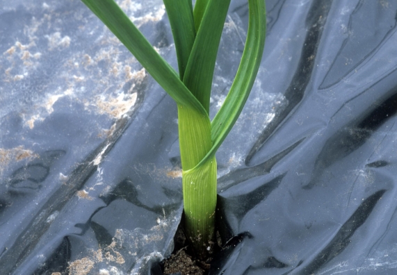 Knoblauch pflanzen und pflegen: Anleitung & Tipps | OBI