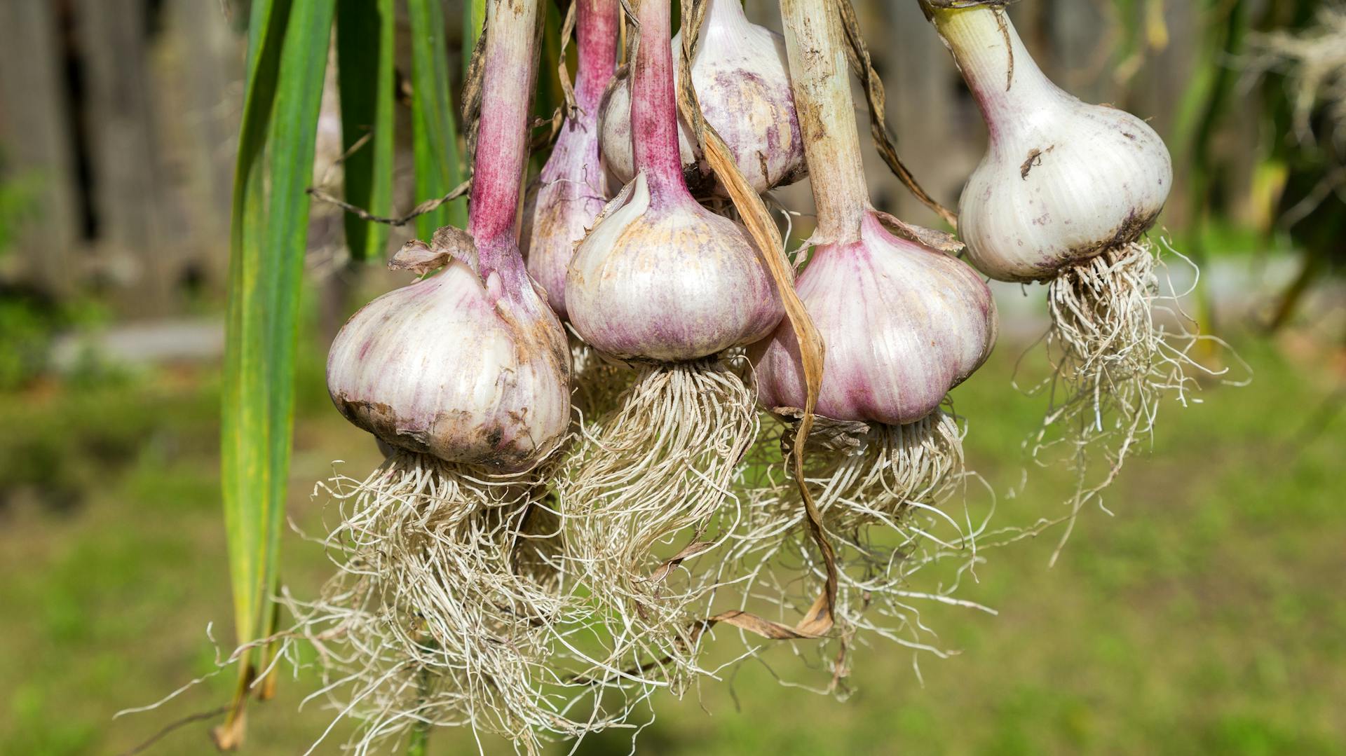 Frisch geernteter Knoblauch mit Wurzeln.