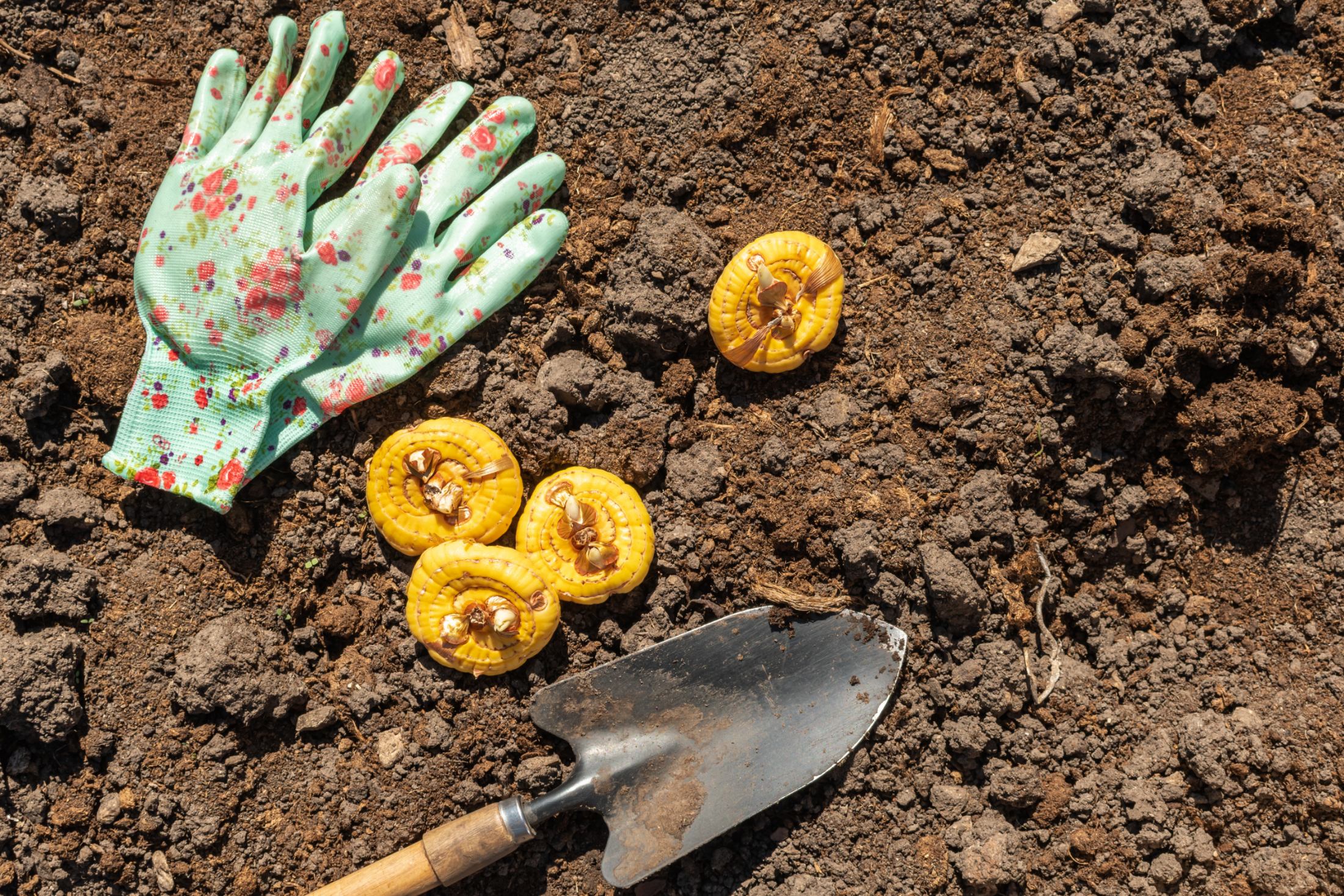 Knollen pflanzen im Garten  Infos und Tipps | OBI