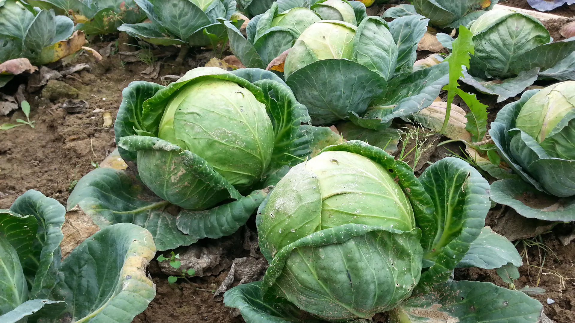 Weißkohl in der Erde