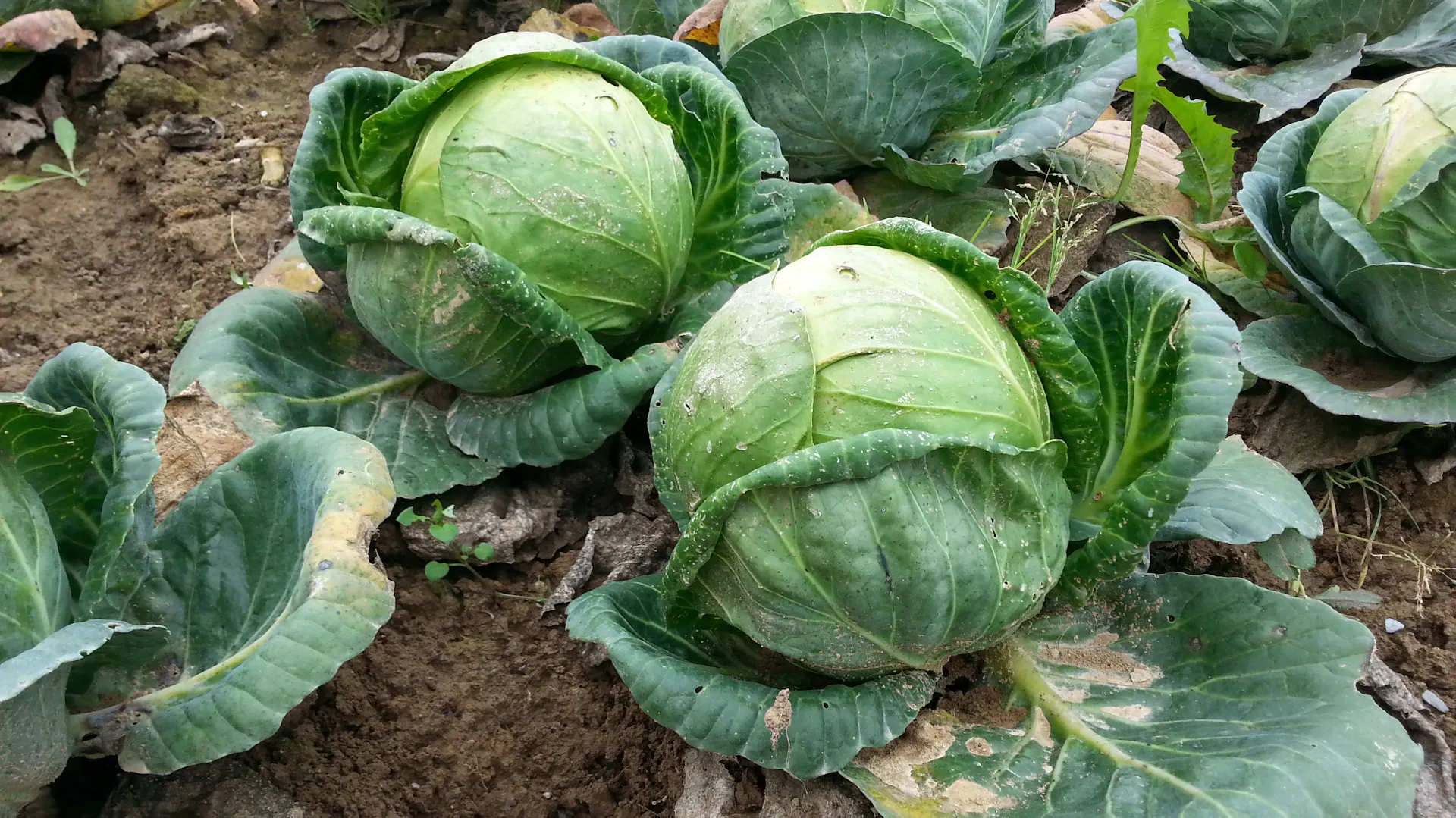 Kohlpflanzen im Beet