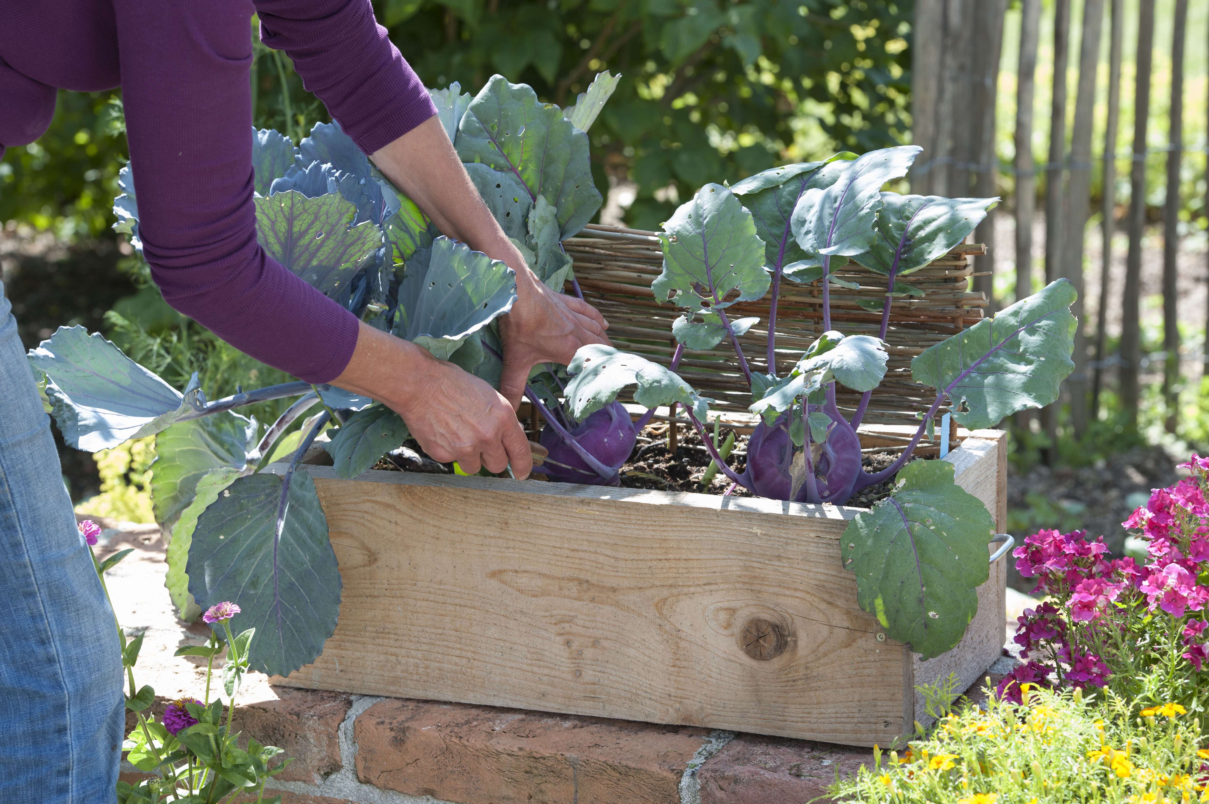 Eine Person erntet Kohlrabi der Sorte „Delikatess Blau“